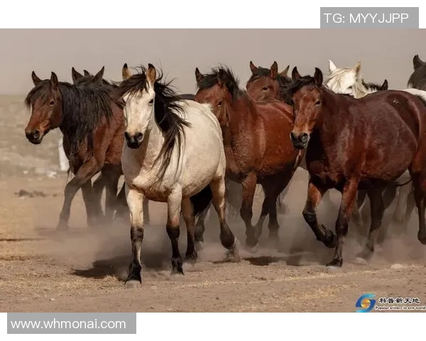 大连足球明星的璀璨星光与他们的传奇故事揭秘